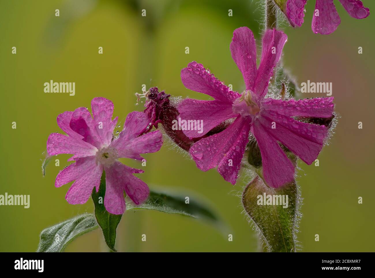 Red campion, Silene dioica, showing male (right) and female (left) flowers. Dioecious. Stock Photo