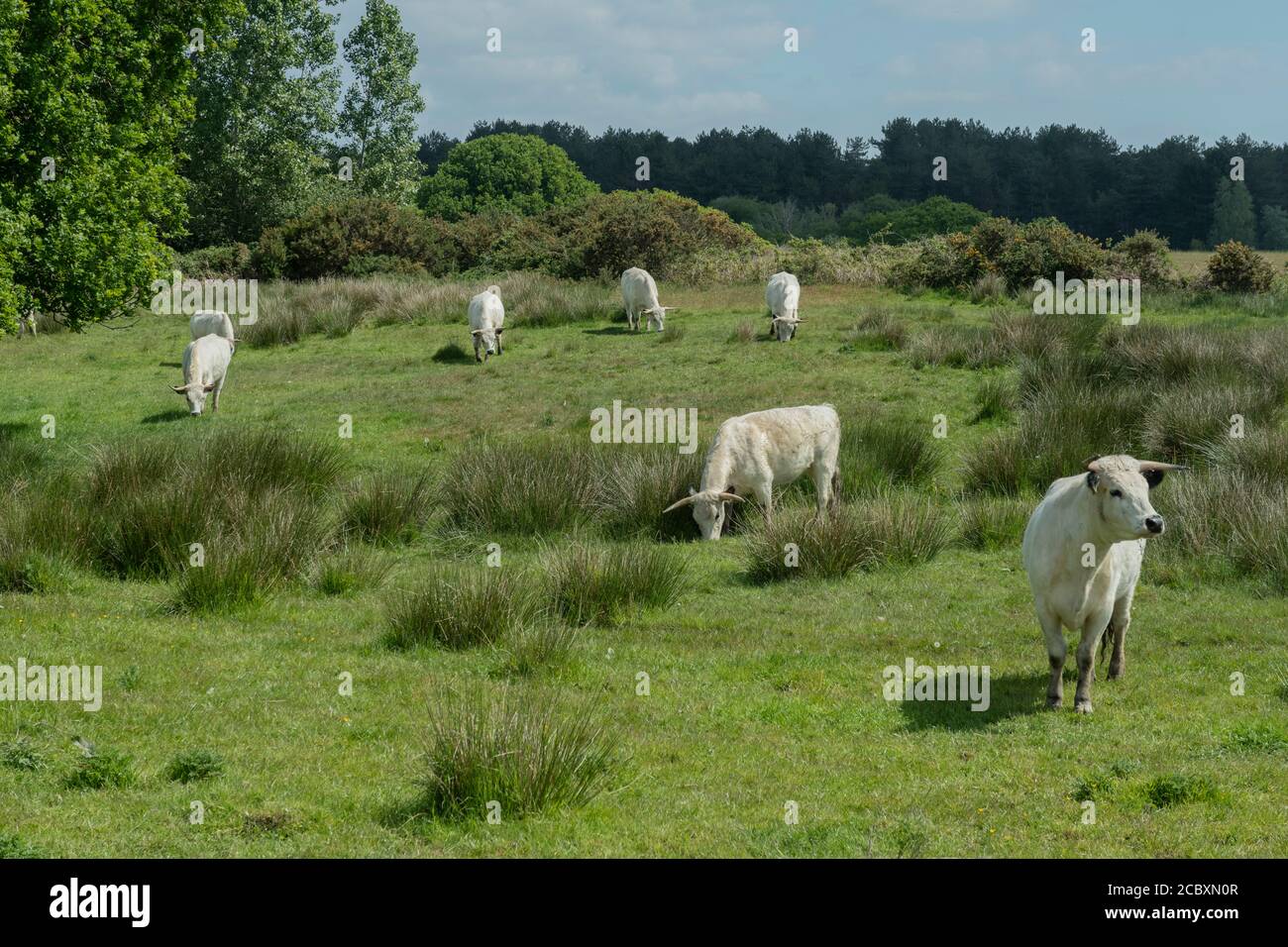 White Park Cattle, grazing in pastures near Sharford Bridge, Middlebere. National Trust land on Purbeck, Dorset. Stock Photo