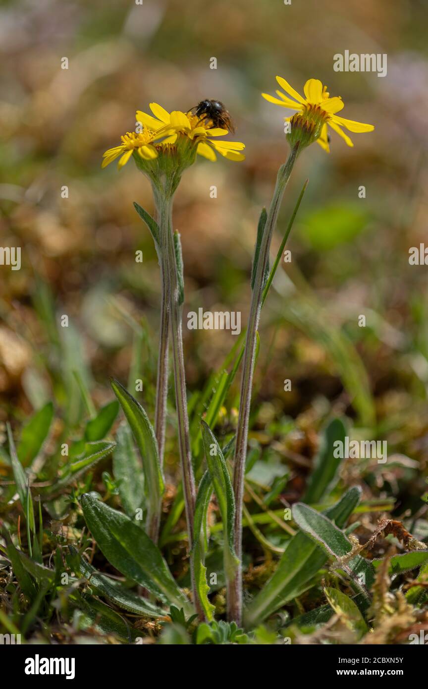 Field Fleawort, Tephroseris integrifolia ssp. integrifolia; rare plant, on chalk grassland, Hampshire. Stock Photo