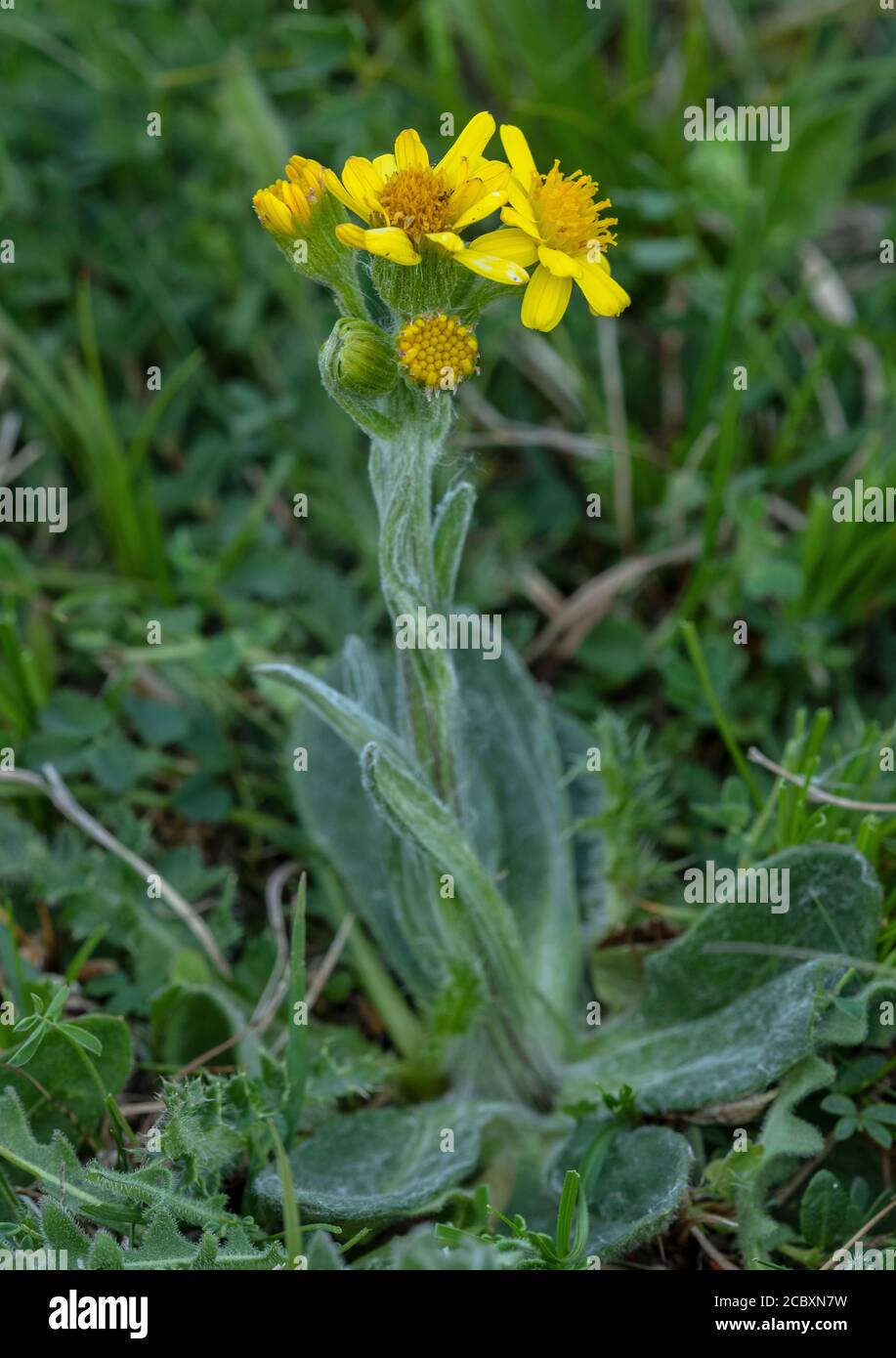 Field Fleawort, Tephroseris integrifolia ssp. integrifolia; rare plant, on chalk grassland, Hampshire. Stock Photo