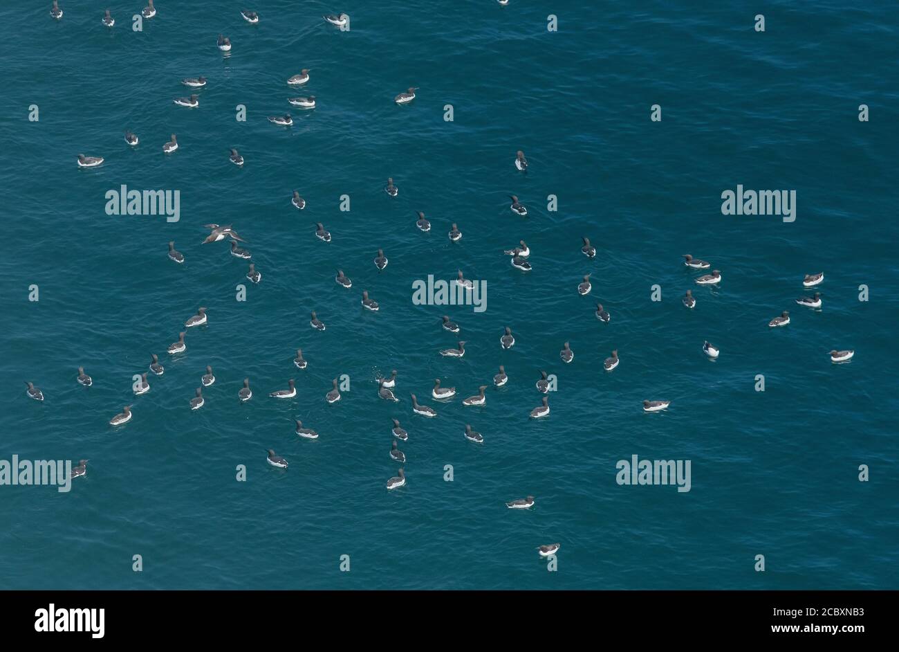 Raft of Common guillemot, Uria aalge, on the sea next to breeding colony, south Devon. Stock Photo