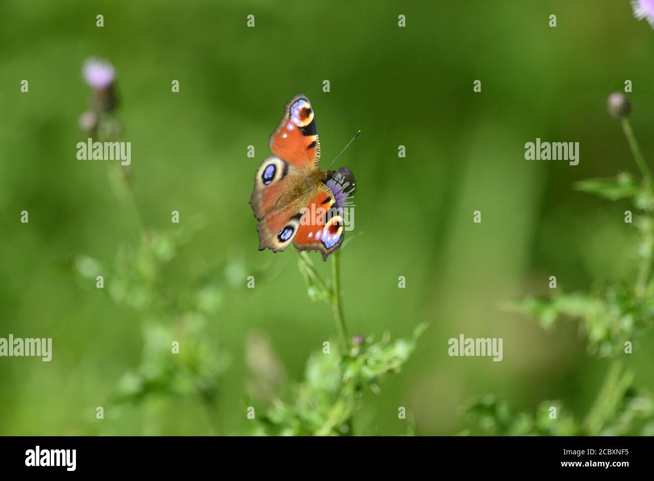 Peacock butterfly Stock Photo