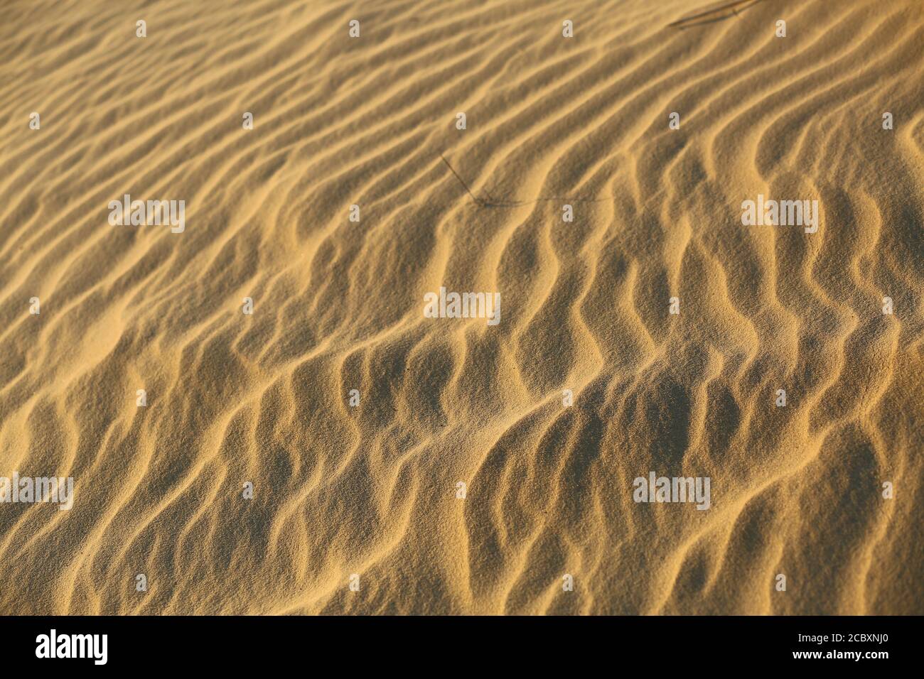 Closeup texture of desert sand dunes on sunset in Oleshky sands, Ukraine Stock Photo