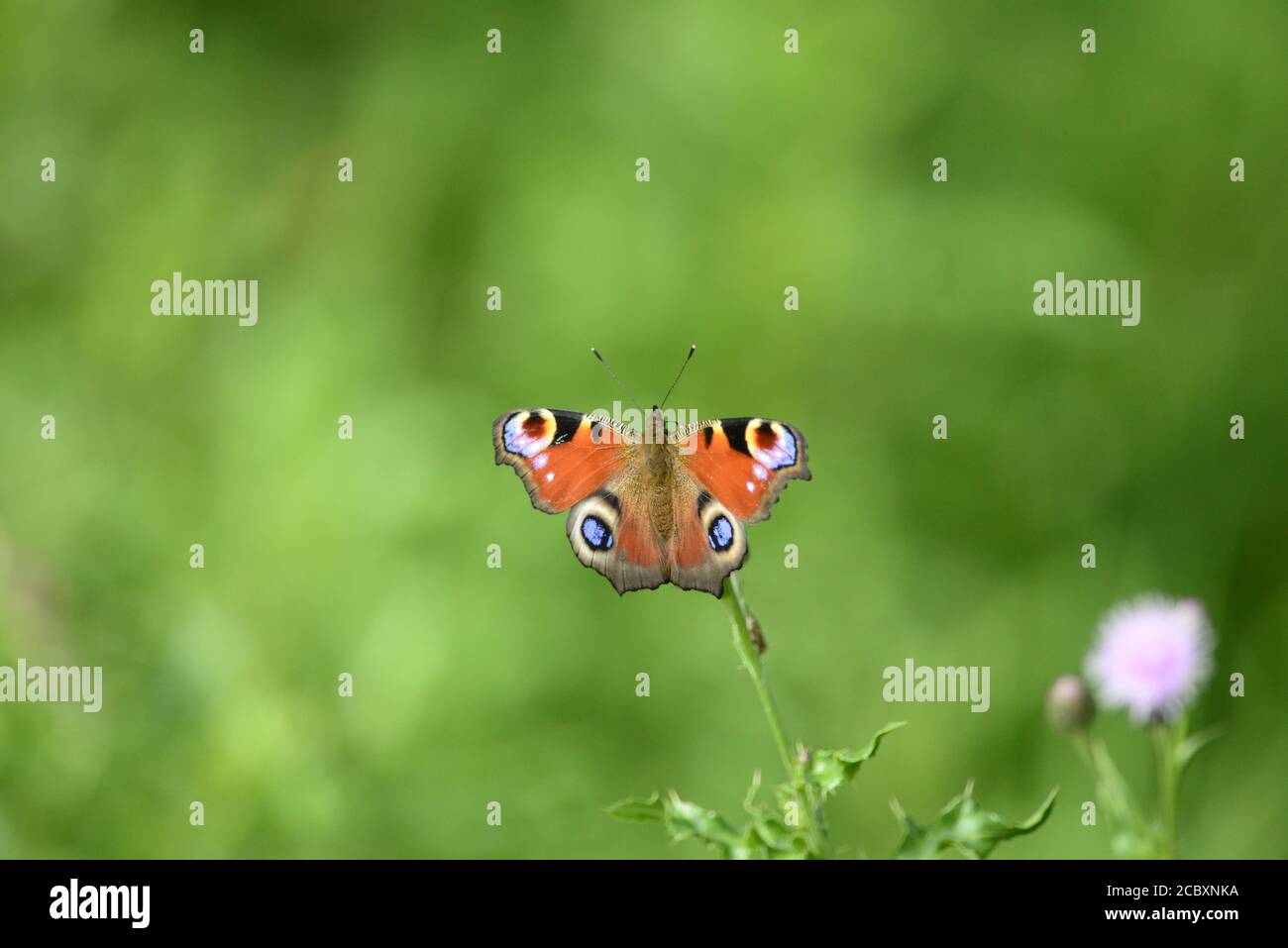 Peacock butterfly Stock Photo