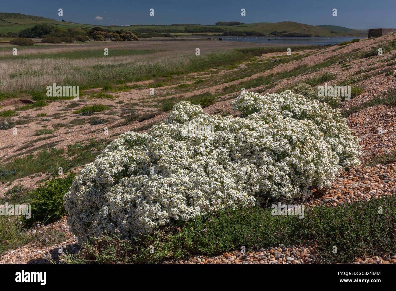 Sea kale, Crambe maritima, in flower on shingle bank, Chesil Beach ...