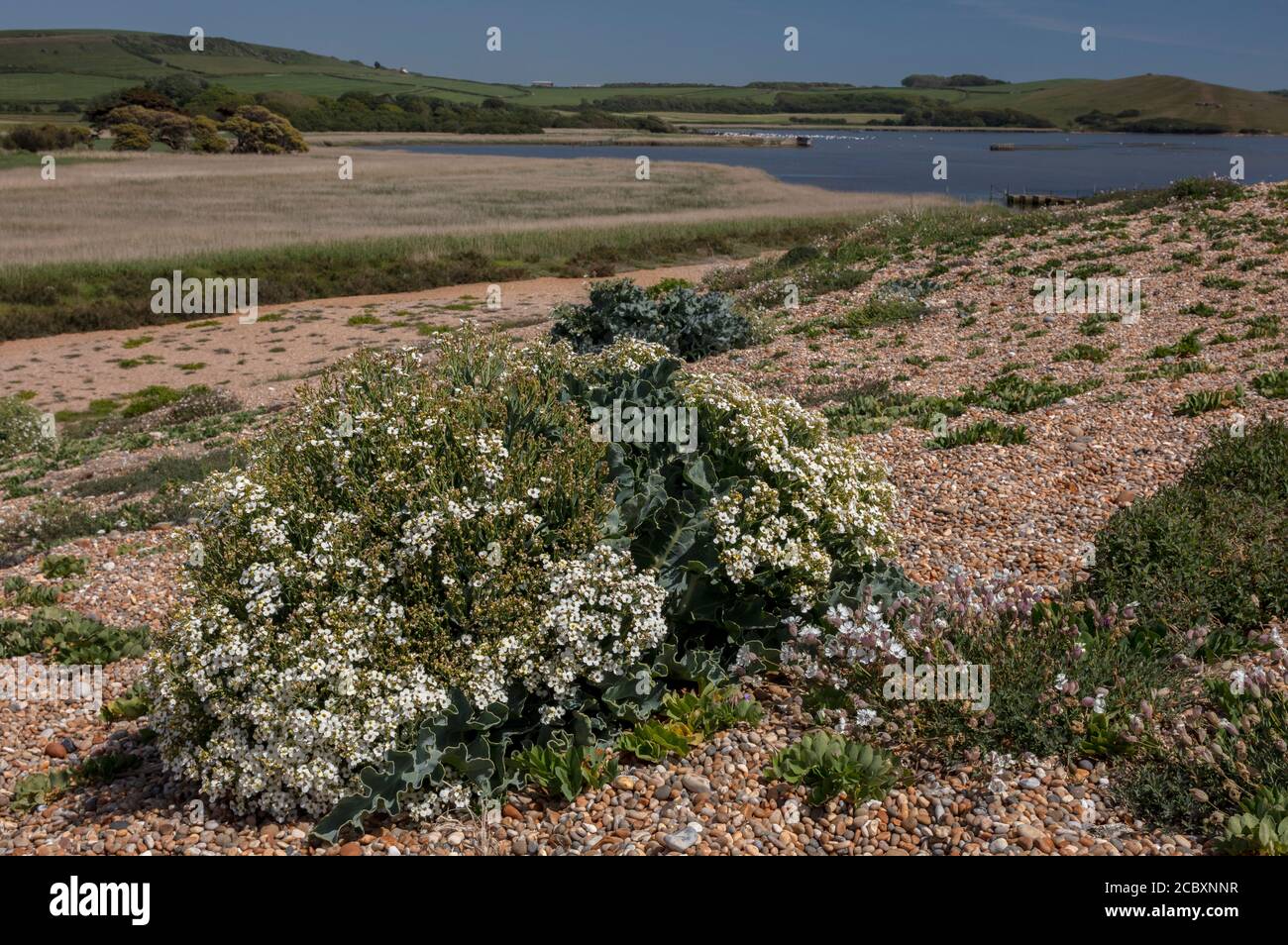 Sea kale, Crambe maritima, in flower on shingle bank, Chesil Beach ...