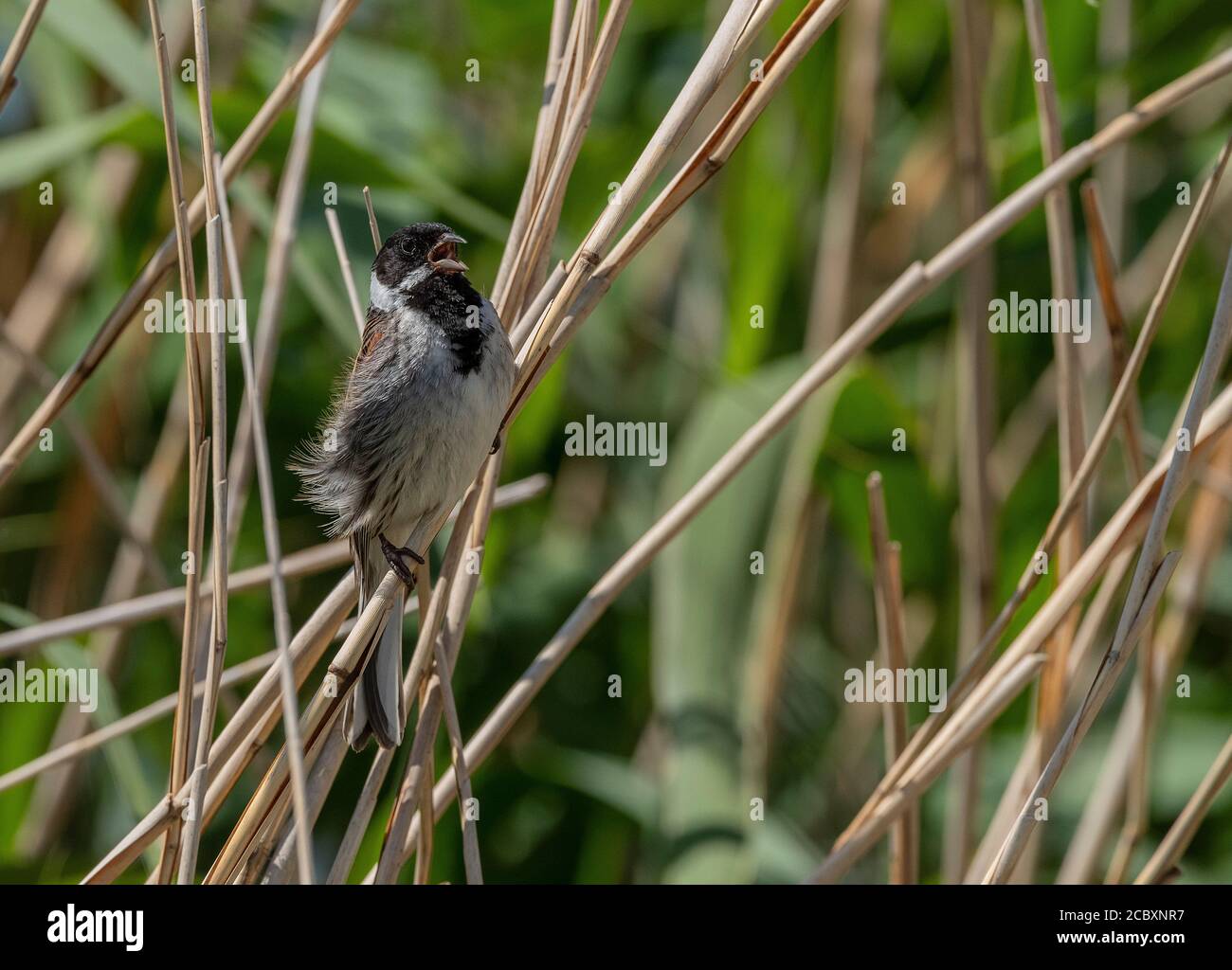 Common reed bunting, Emberiza schoeniclus, singing among reeds. Stock Photo