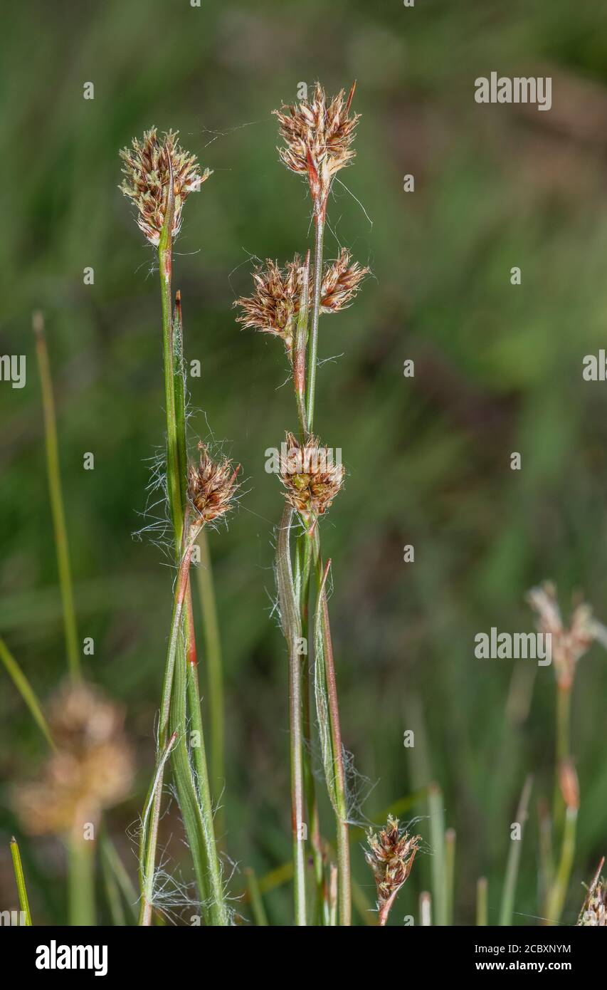 Heath Wood-rush, Luzula multiflora ssp congesta, on heathland, Dorset. Stock Photo