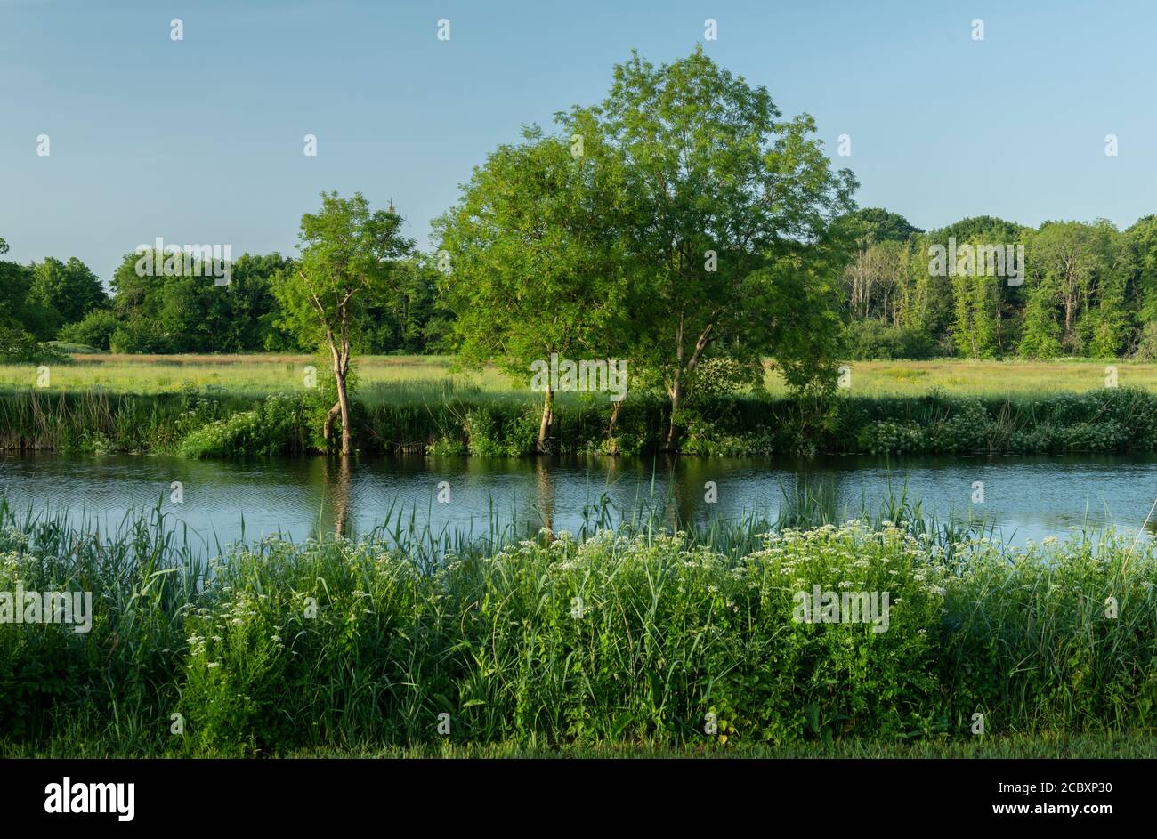 The Stour valley at Wimborne, river and floodplain, with Ash trees and Hemlock Water-Dropwort. Dorset. Stock Photo