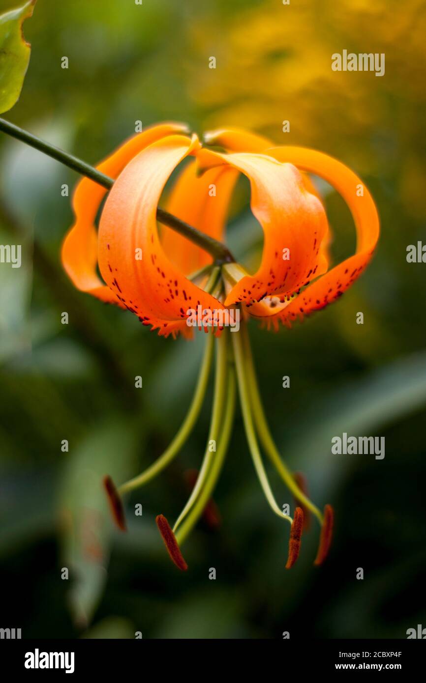 Spider Orange lily Stock Photo