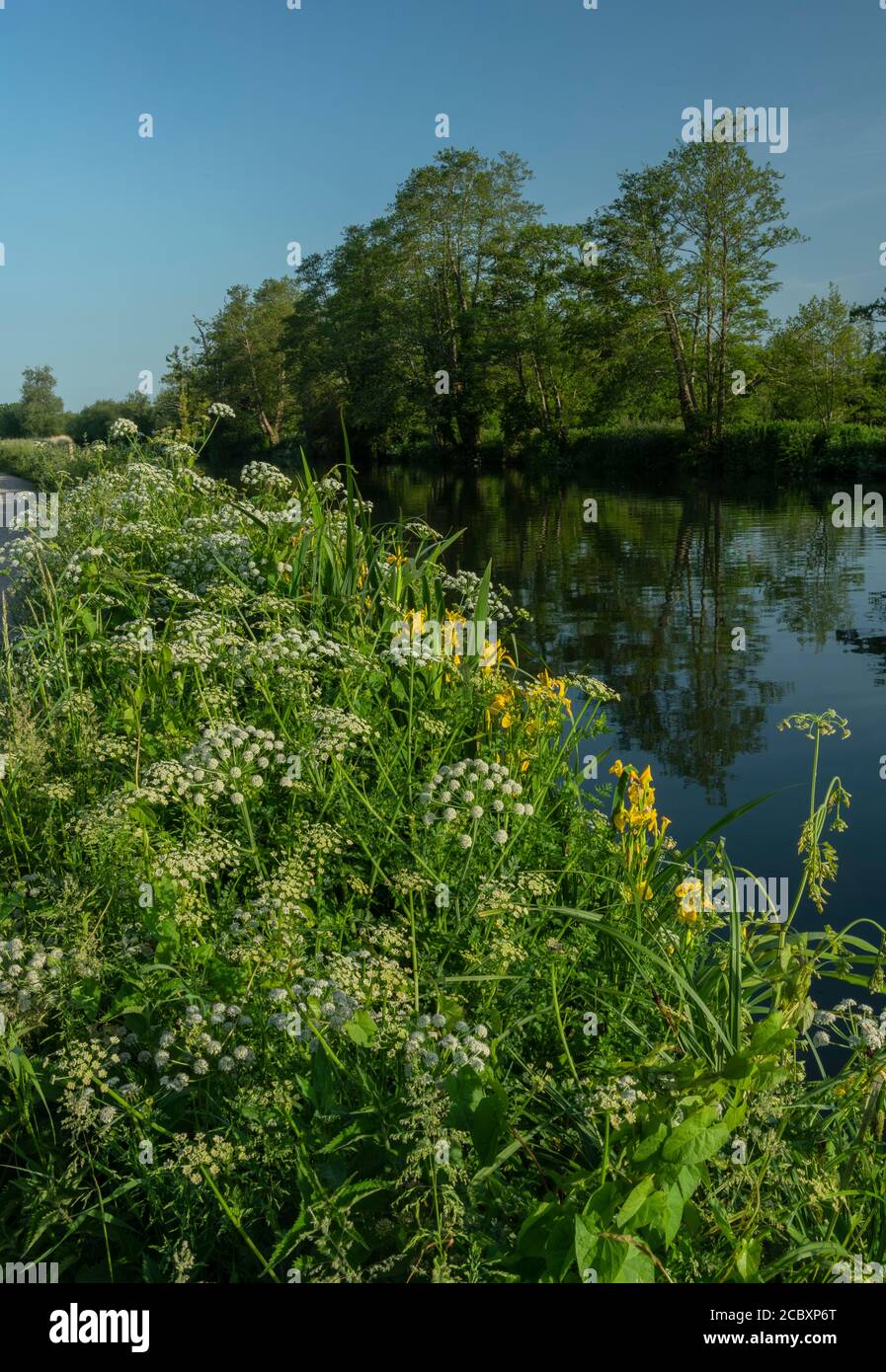 Hemlock Water Dropwort and Yellow Iris growing by the River Stour, with Alder trees beyond. Dorset. Stock Photo