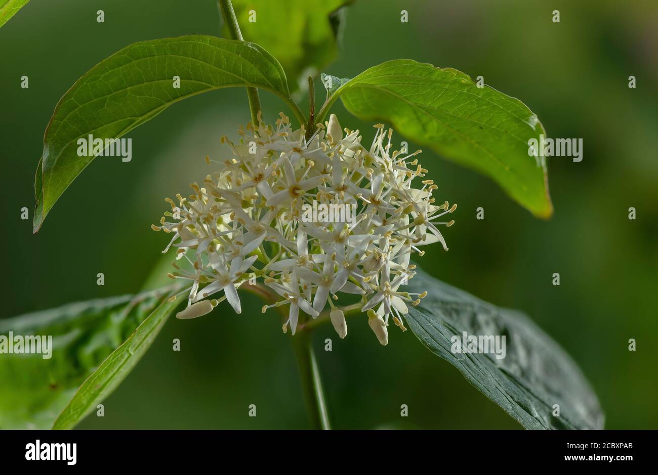 Dogwood, Cornus sanguinea, in flower. Stock Photo