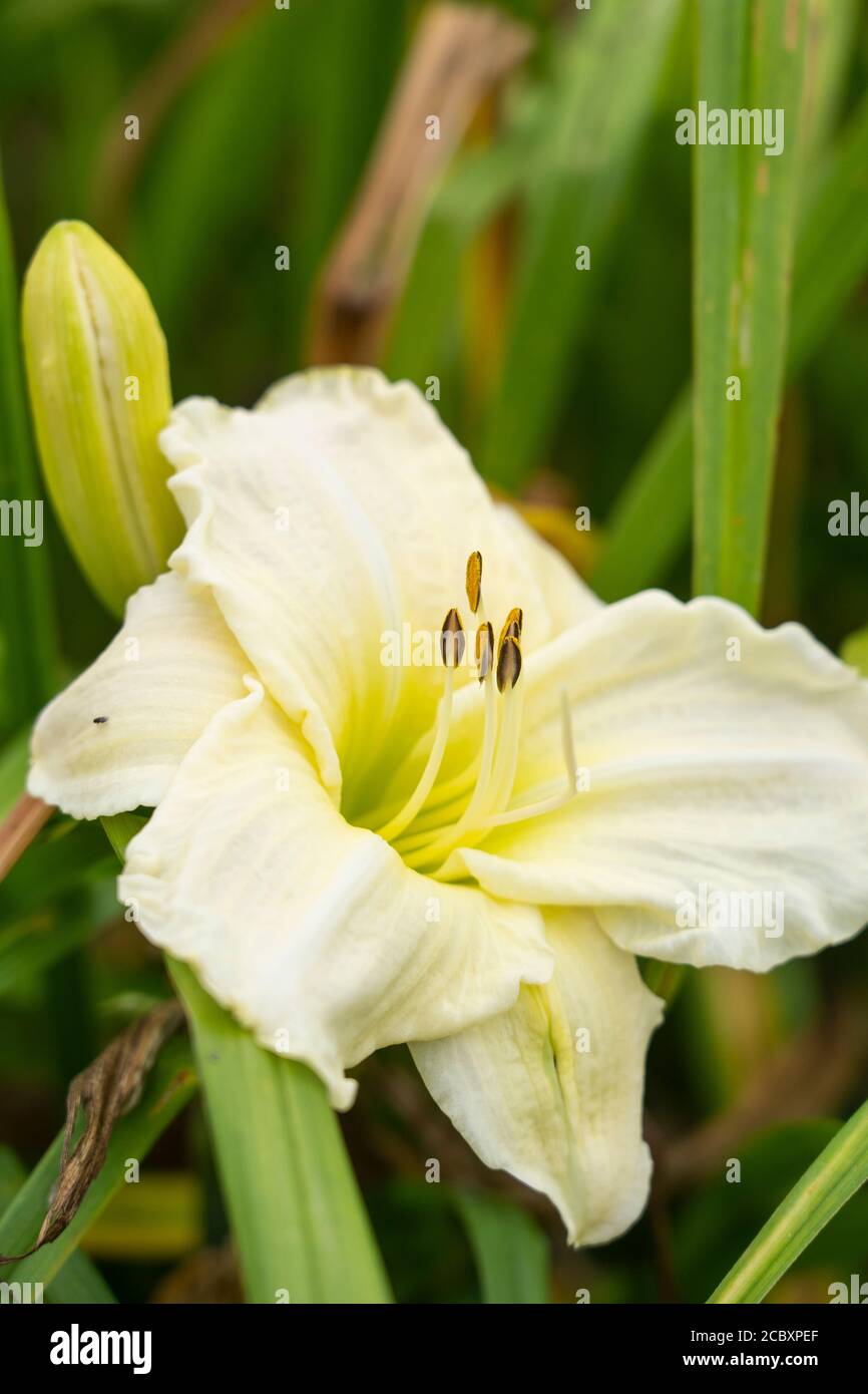 Closeup on a ivory-white flower of Hemerocallis 'Gentle Shepherd' daylily growing in Lower Austria Stock Photo