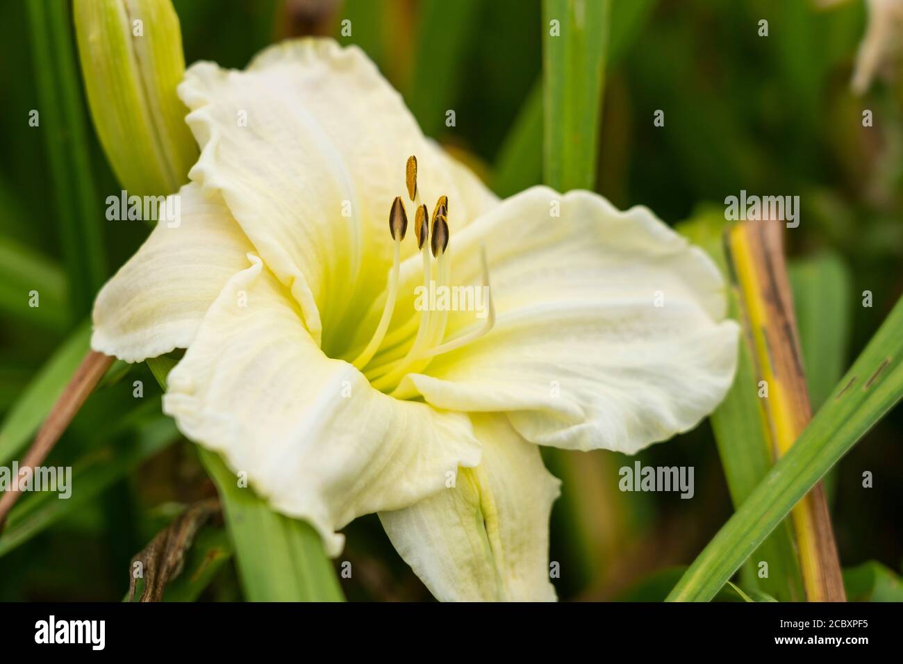 Closeup on a ivory-white flower of Hemerocallis 'Gentle Shepherd' daylily growing in Lower Austria Stock Photo