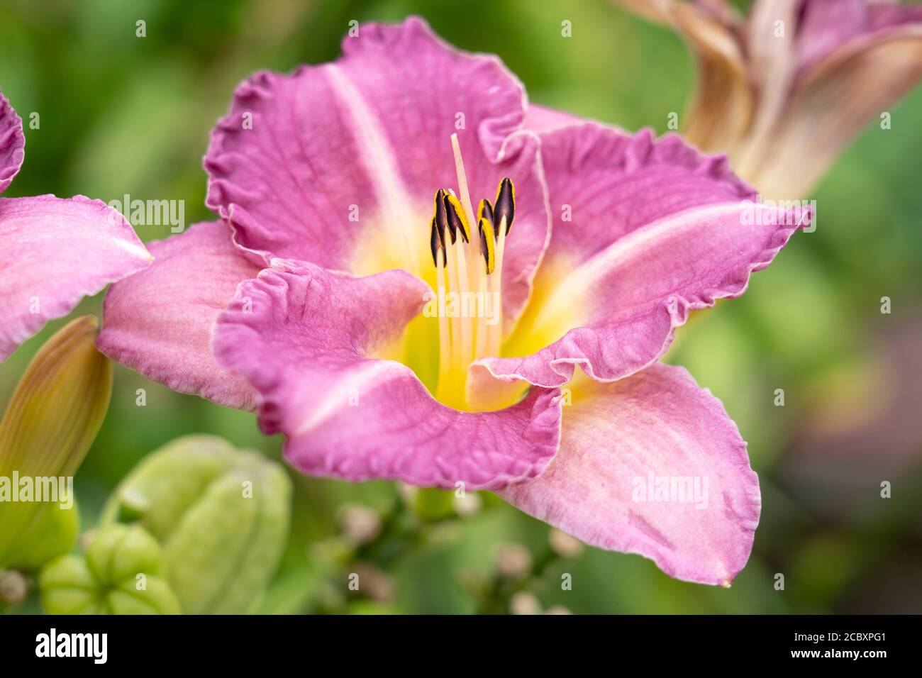 Pink flowers of the daylily 'Lavender Dew' (Hemerocallis), a member of the family Asphodelaceae, growing in Lower Austria Stock Photo
