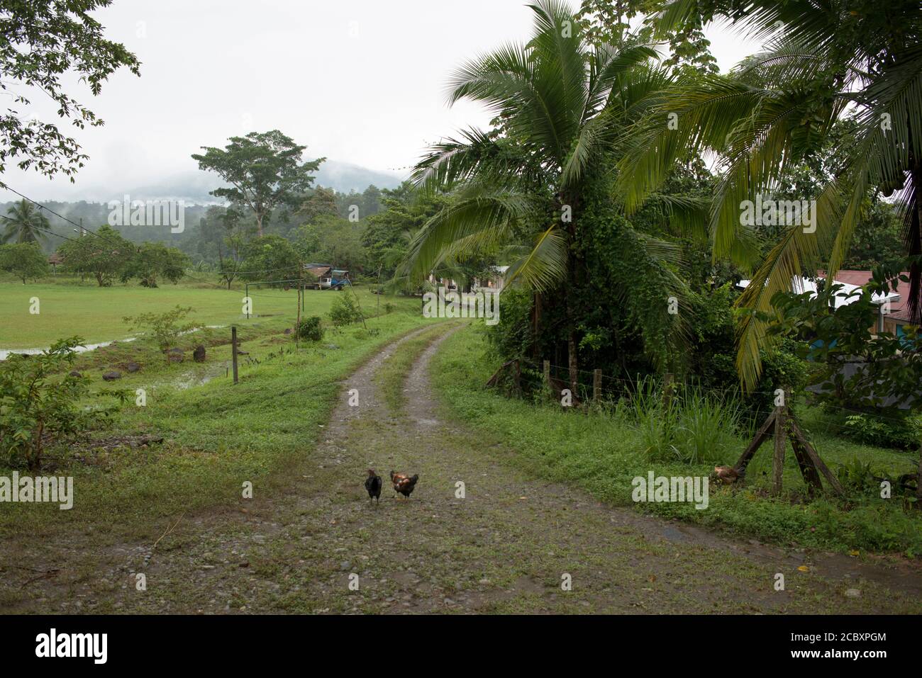 An organic farm in the indigenous village of Suretka, Limón Province, Costa Rica. Stock Photo