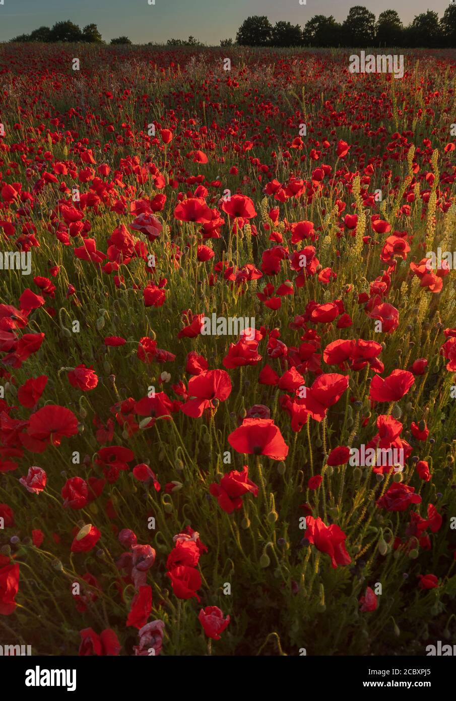 Portrait of poppies hi-res stock photography and images - Alamy