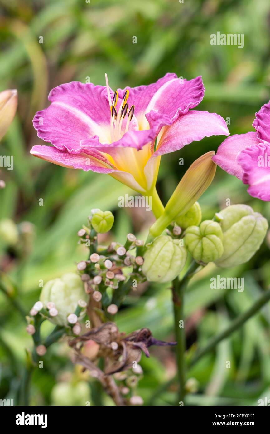 Pink flowers of the daylily 'Lavender Dew' (Hemerocallis), a member of the family Asphodelaceae, growing in Lower Austria Stock Photo