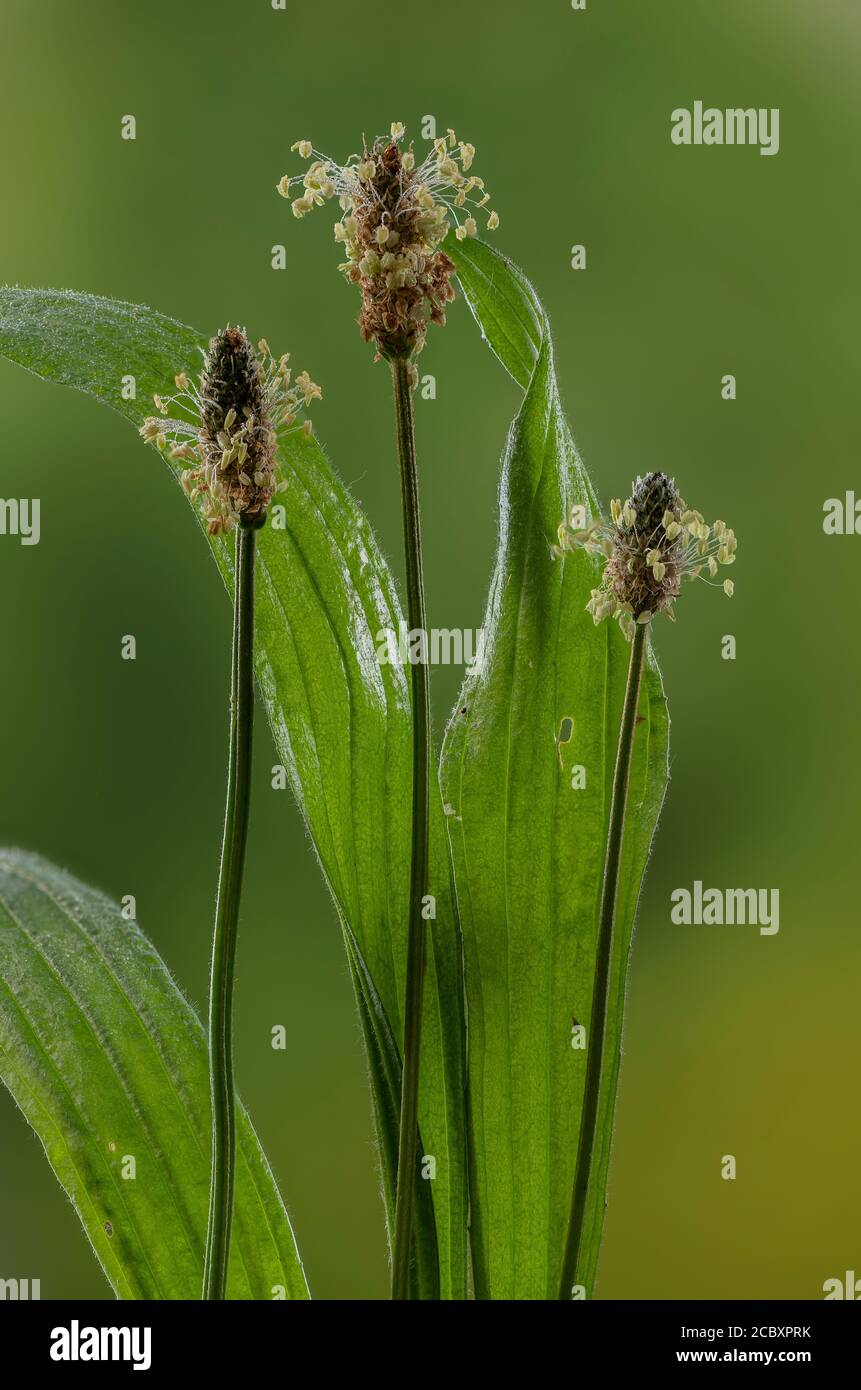 Ribwort plantain, Plantago lanceolata, in flower in early summer. Stock Photo