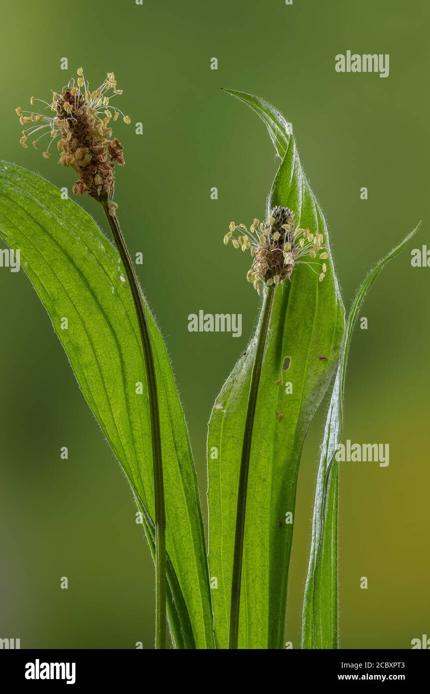 Ribwort plantain, Plantago lanceolata, in flower in early summer. Stock Photo