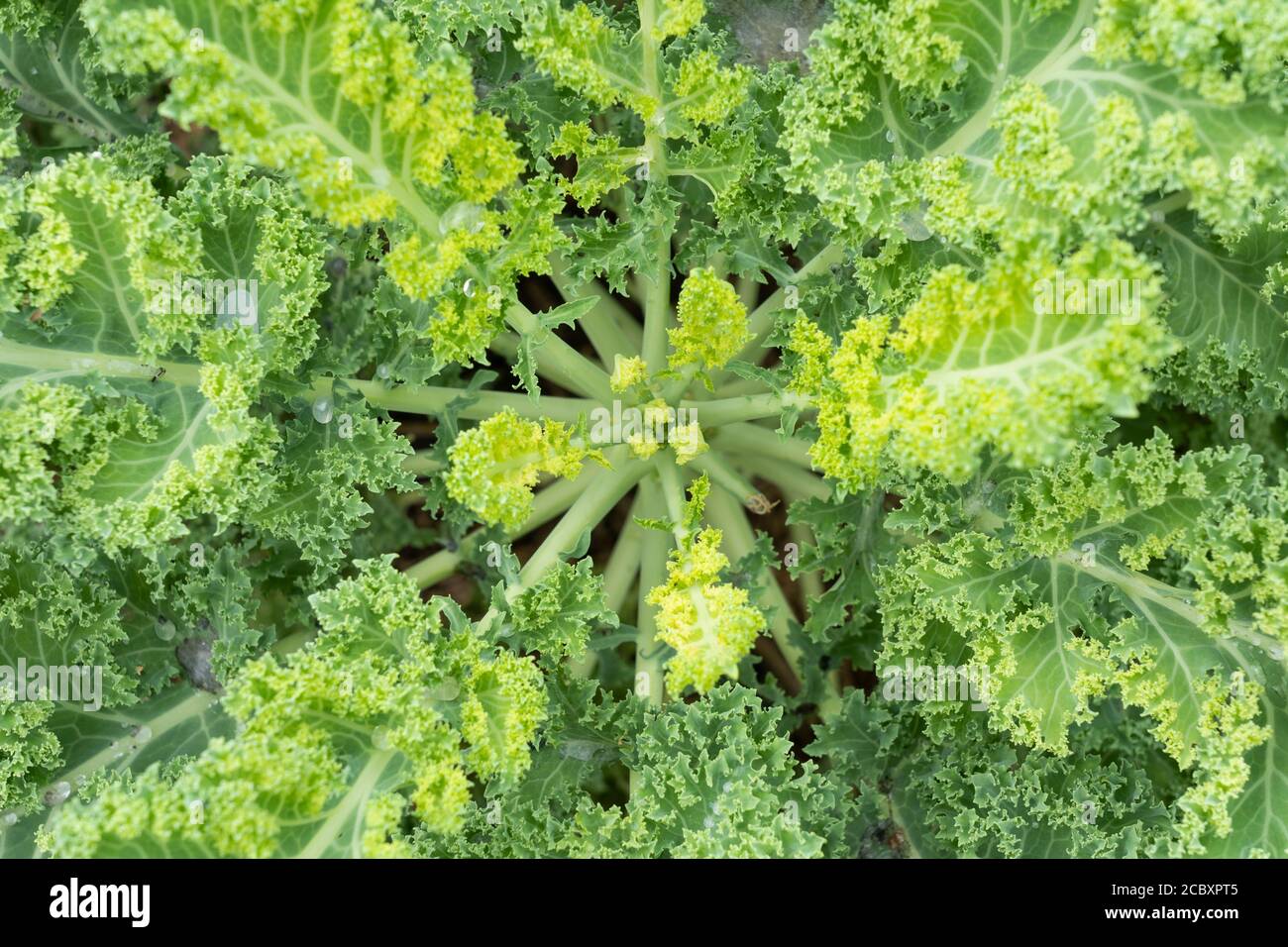 Curly Kale (Nero di Toscana - Brassica oleracea) belongs to a group of cabbage (Brassica oleracea) cultivars grown for their edible leaves Stock Photo