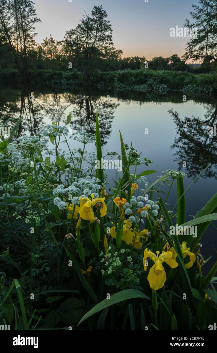 Hemlock Water Dropwort and Yellow Iris growing by the River Stour, with Alder trees beyond. Evening light. Dorset. Stock Photo