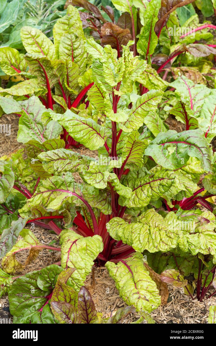 Red mangold (Beta vulgaris) in August, Lower Austria, Europe. Also called Mangelwurzel or mangold wurzel, mangel beet and field beet. Stock Photo