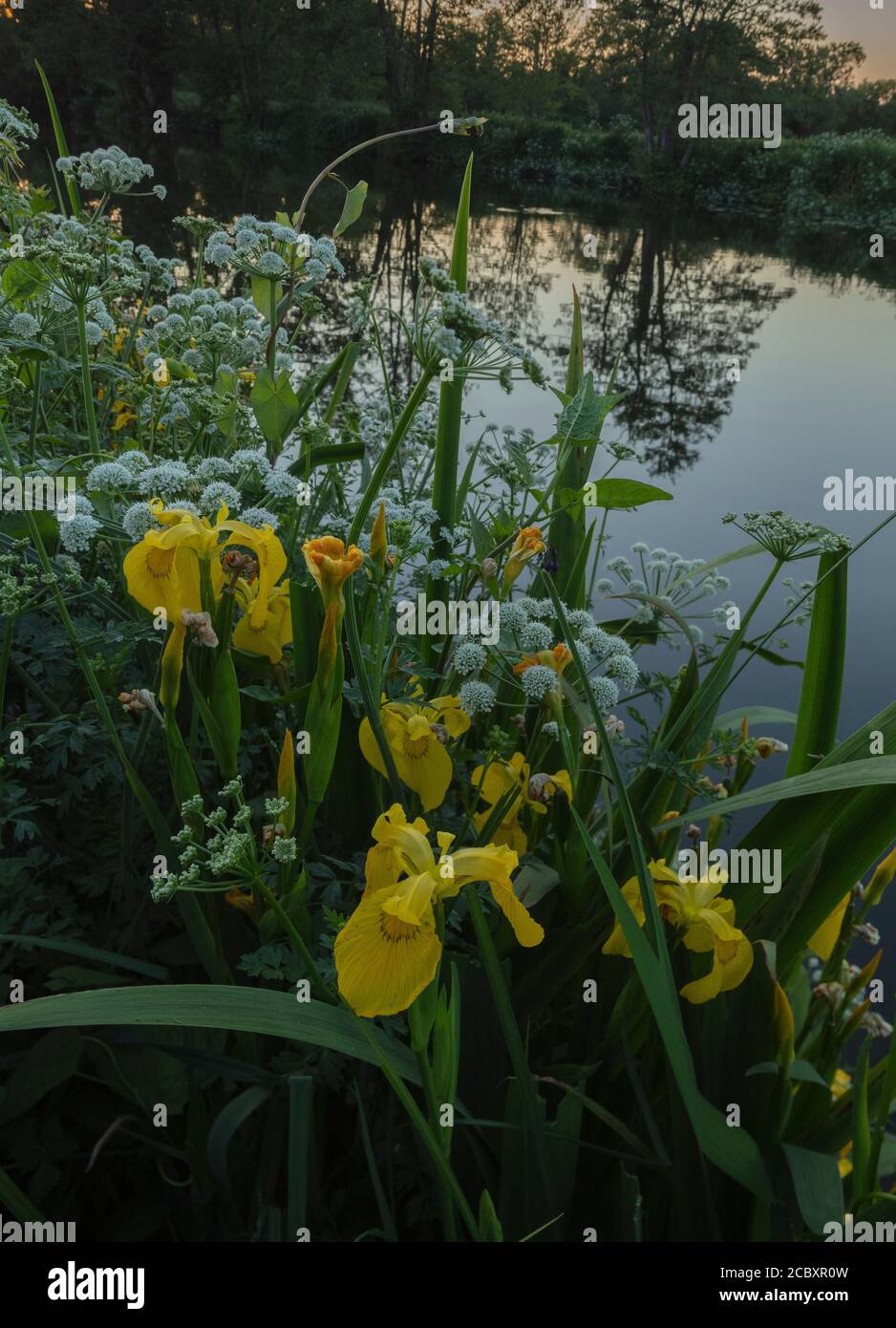 Hemlock Water Dropwort and Yellow Iris growing by the River Stour, evening, Dorset Stock Photo