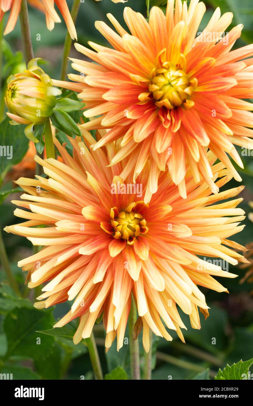 Red and peach yellow-orange Dahlia 'Cactus Hybrids Mixed' double flowers, commonly called Cactus Dahlia, from the family Asteraceae Stock Photo