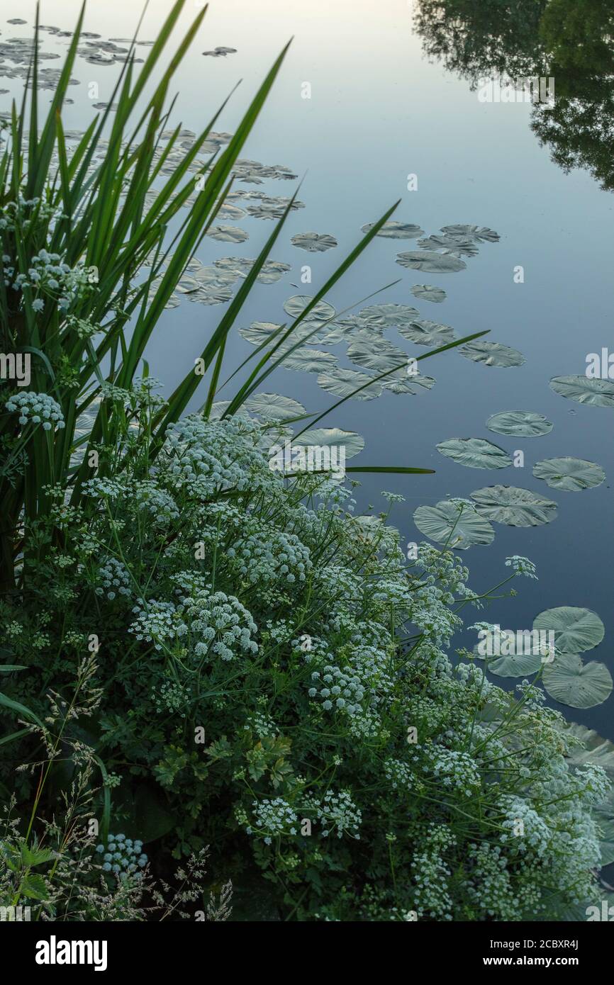 Hemlock Water Dropwort, Oenanthe crocata, in flower, growing on riverbank. Dorset. Stock Photo
