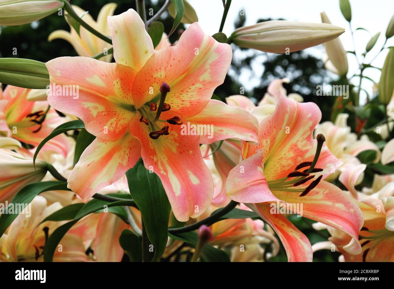 Lilium zelmira hi-res stock photography and images - Alamy