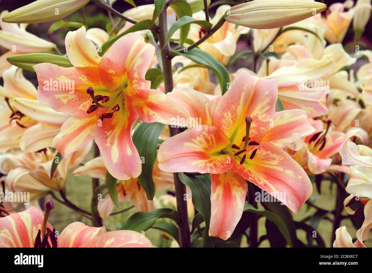 Lilium zelmira hi-res stock photography and images - Alamy