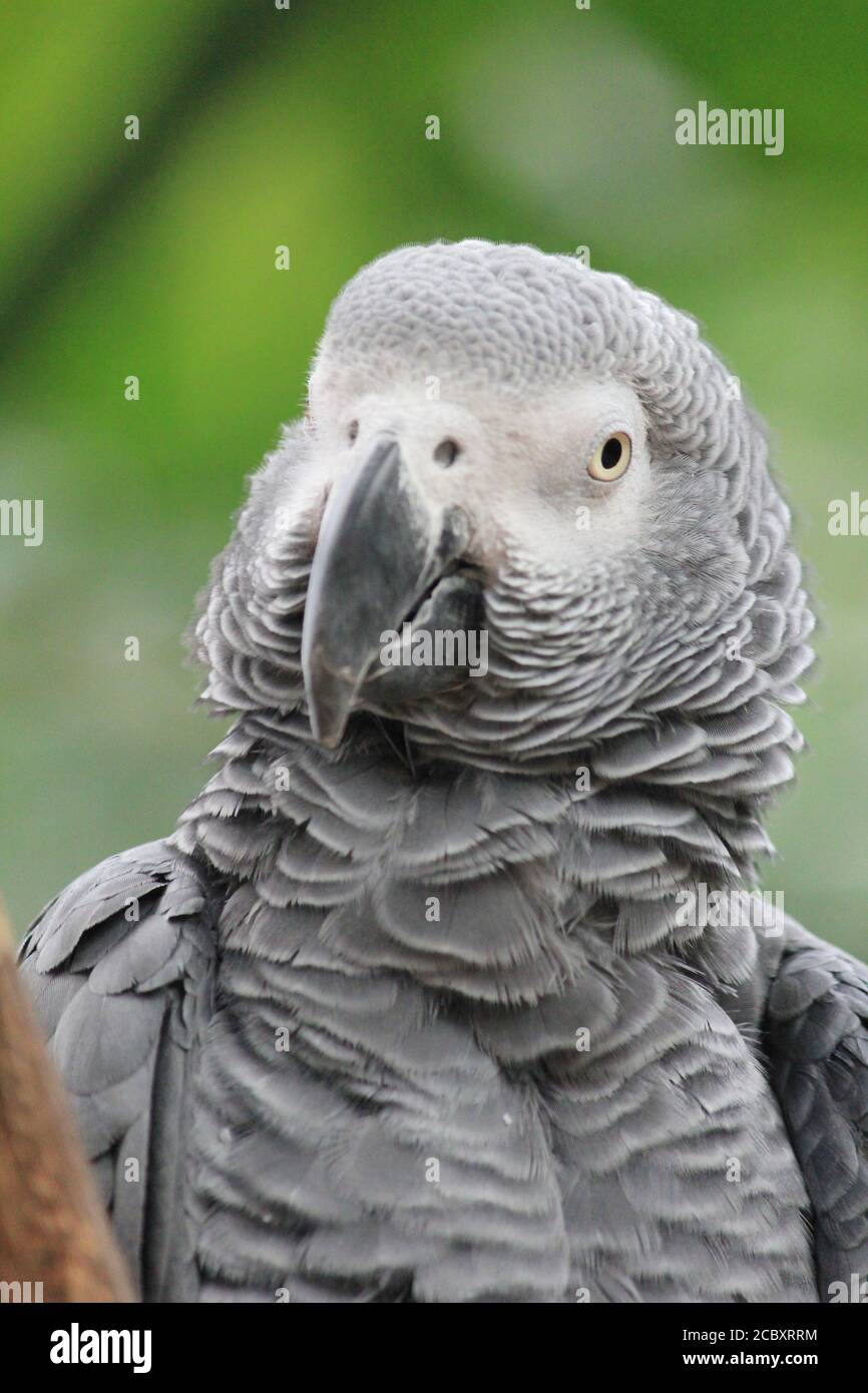 Grey parrot Stock Photo
