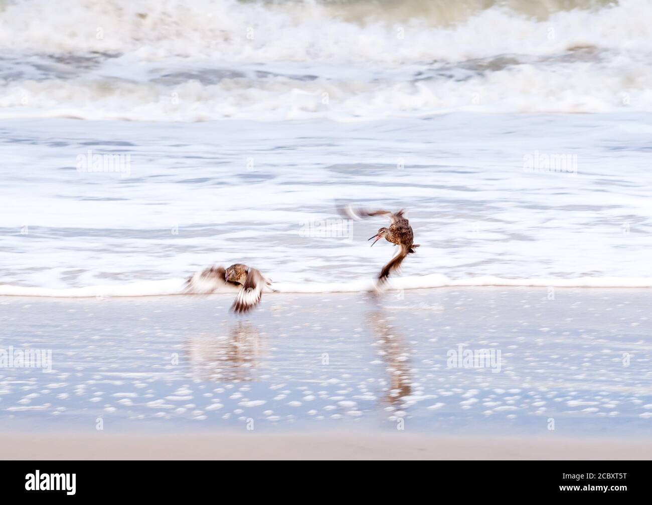Two willets (Tringa semipalmata) in flight as one chases the other away from its feeding territory at Assateague Island National Seashore, Maryland Stock Photo