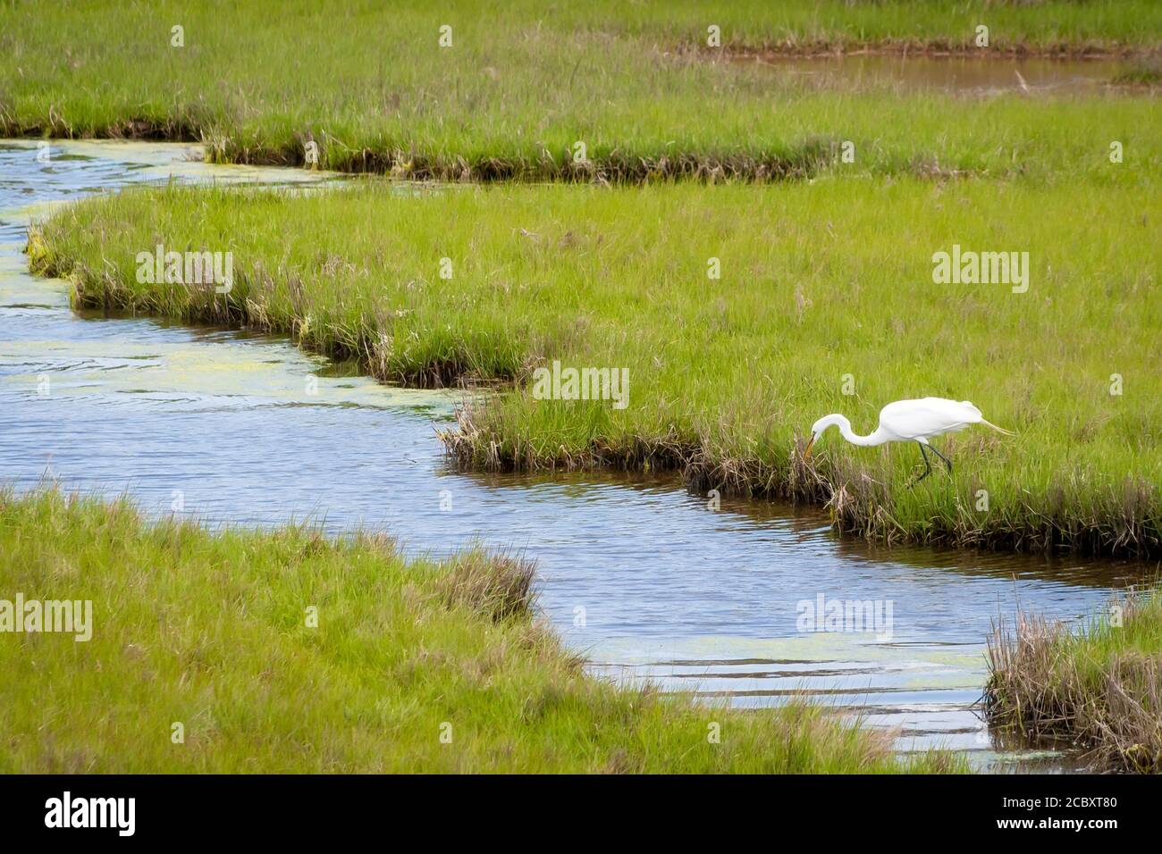 A Great Egret (Ardea alba) foraging in salt marsh wetlands at Assateague Island National Seashore, Maryland Stock Photo