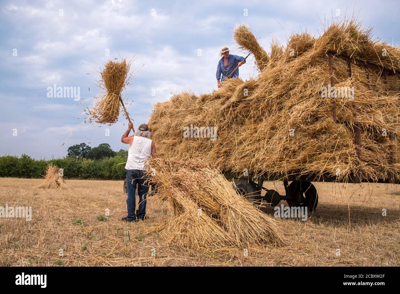 Thatchers collecting wheat sheaves for thatching and loading them on a trailer. Suffolk, East Anglia, UK. Stock Photo