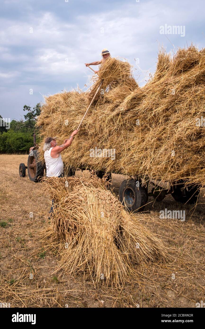 Thatchers collecting and loading wheat sheaves on to trailer. Hoxne, Suffolk, East Anglia, UK. Stock Photo
