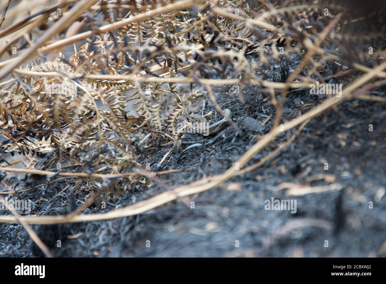 A Common Lizard (Zootoca vivipara), sheltering under charred remains of bracken ferns and on top of blackened ashes after a fire on heathland (Chobham Stock Photo