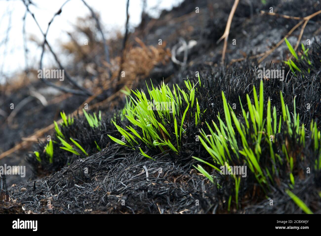 Extraordinary fresh green shoots: blades of grass growing out of the ash and burnt remains barely days after a wild fire in the countryside - rebirth Stock Photo