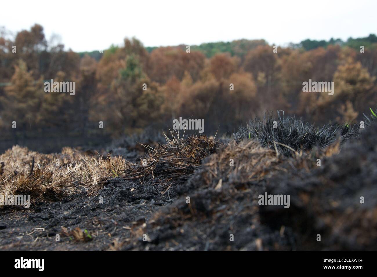 Burnt black grasses on a heathland after a wild fire; charred tussocks ...