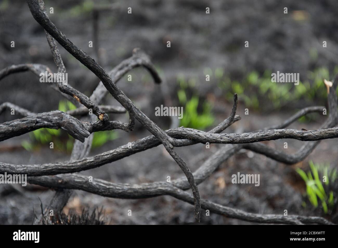 Tangled ashen branches, where once were bushes, with ashy ground in the background after a wild forest fire. Fresh green grass shoots are visible in t Stock Photo