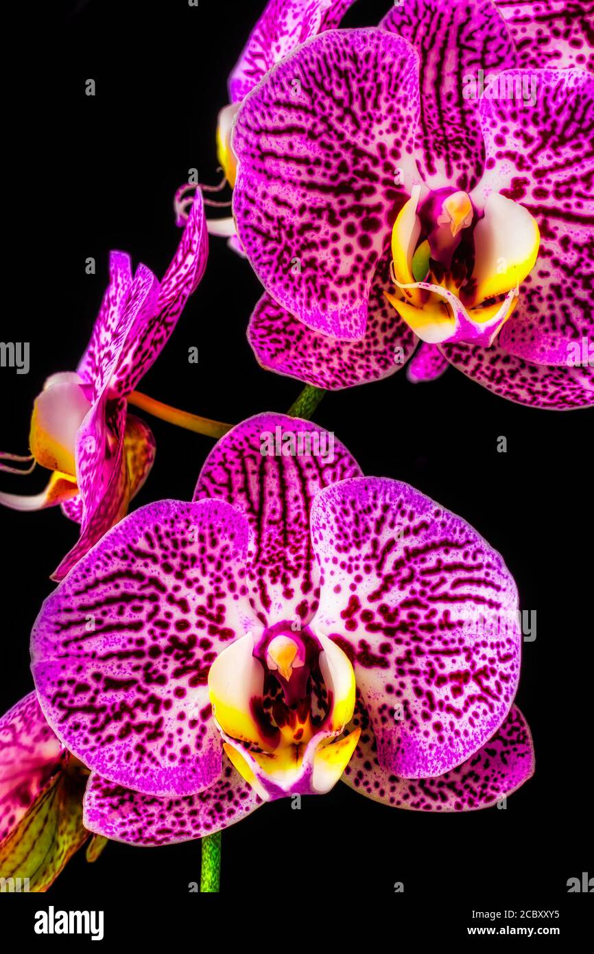 Close Up Purple White Orchids Stock Photo