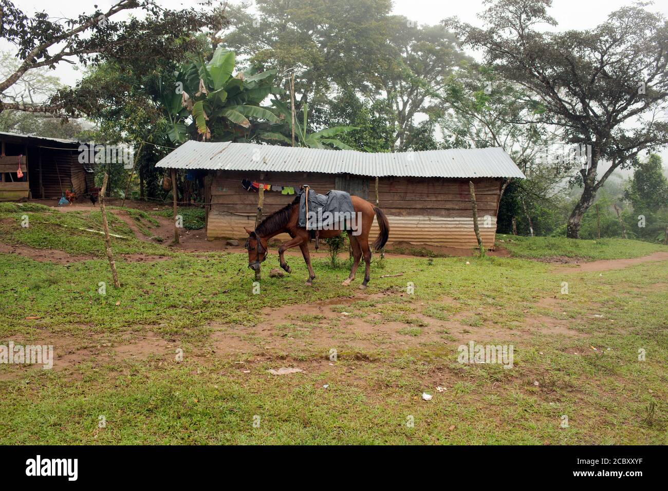 A horse outside a house in Panama's indigenous Ngäbe-Bugle comarca (reservation). Stock Photo
