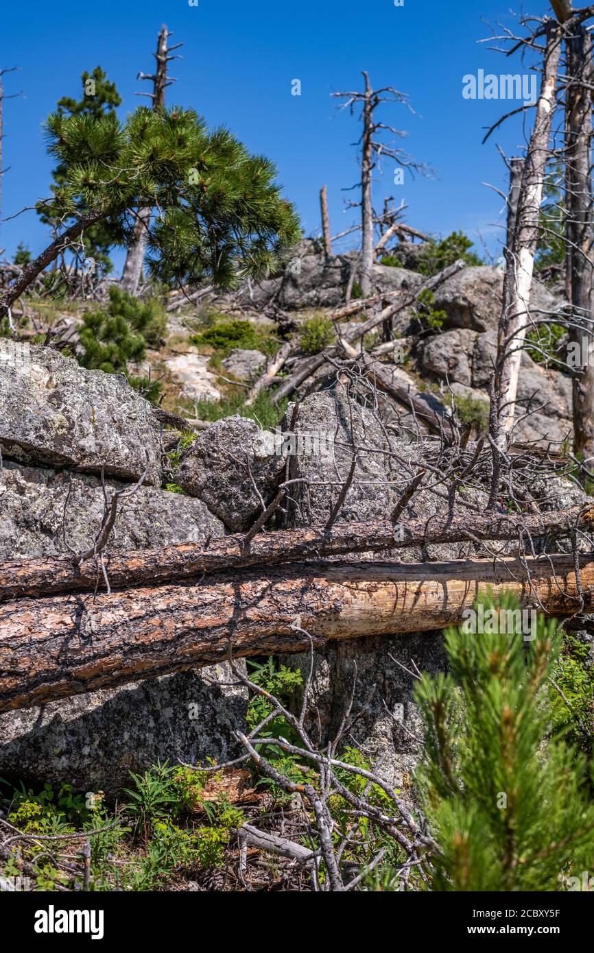 View along trail to Black Elk Peak, the highest point in South Dakota