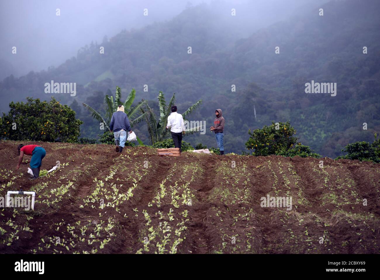Ngäbe-Bugle men work as seasonal, migrant agricultural laborers on the farms around Boquete, Panama. Stock Photo