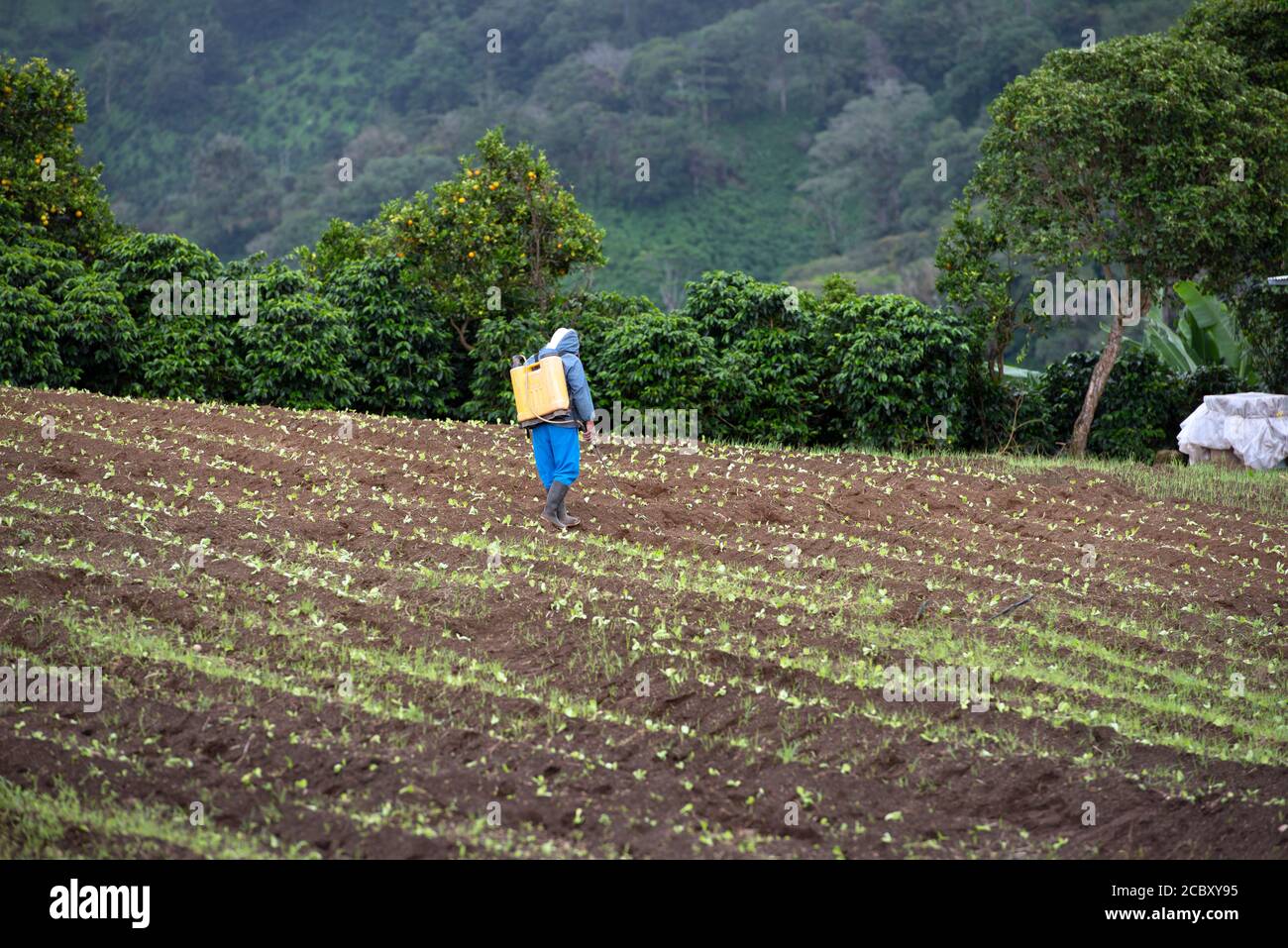 An indigenous Ngäbe-Bugle man working as a seasonal, migrant agricultural laborer on a farm near Boquete, Panama. Stock Photo