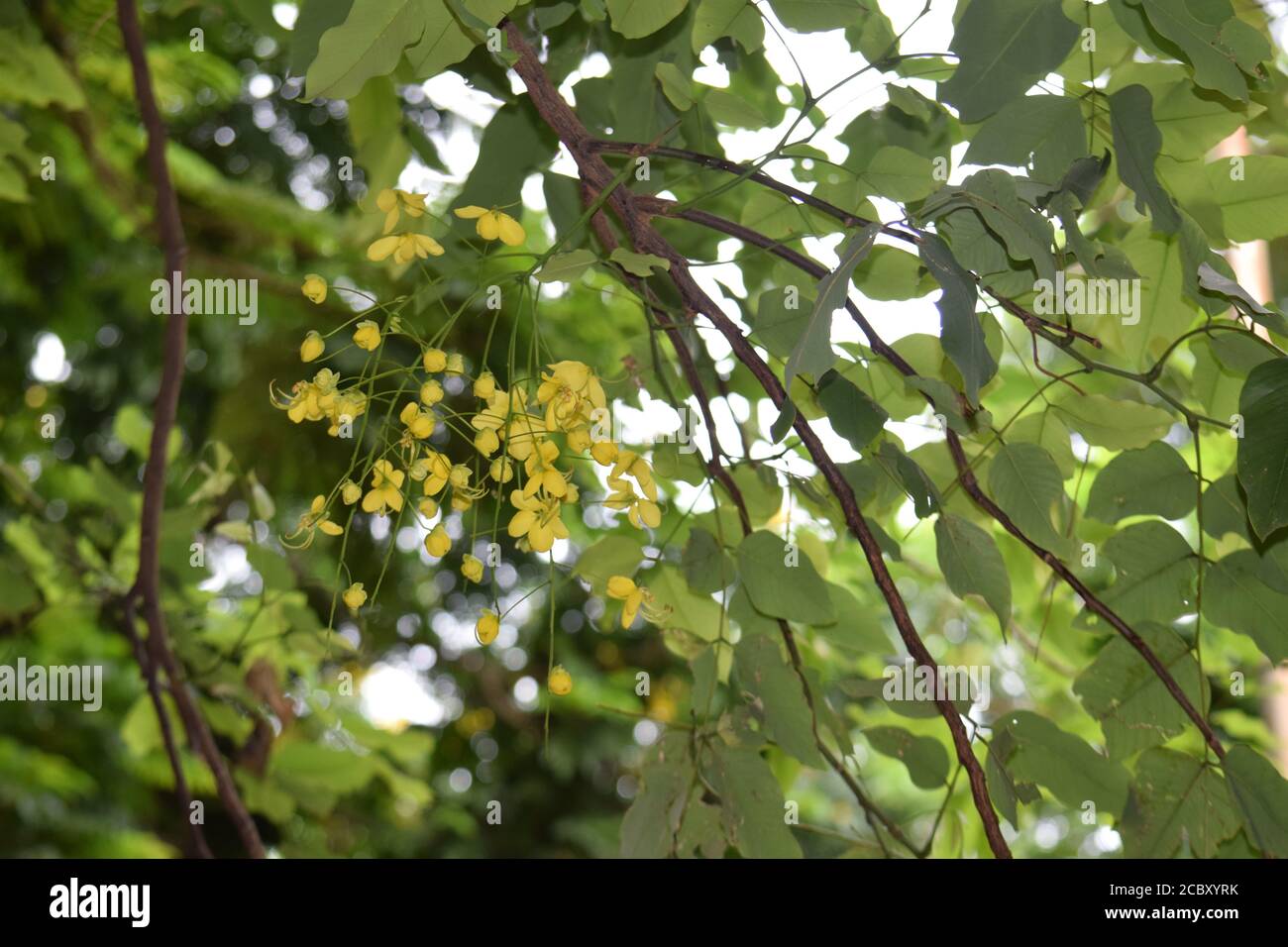 beautiful golden shower tree and flowers, cassia fistula Stock Photo ...