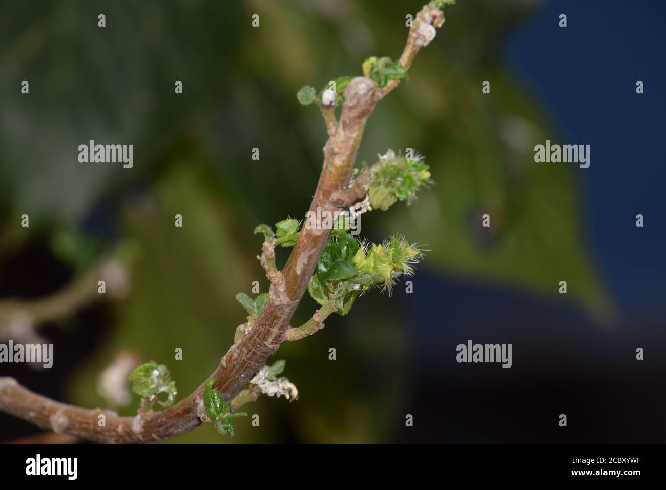 cannabis leaf nettle, noseburn, botanical name is tragia plukenetii Stock Photo