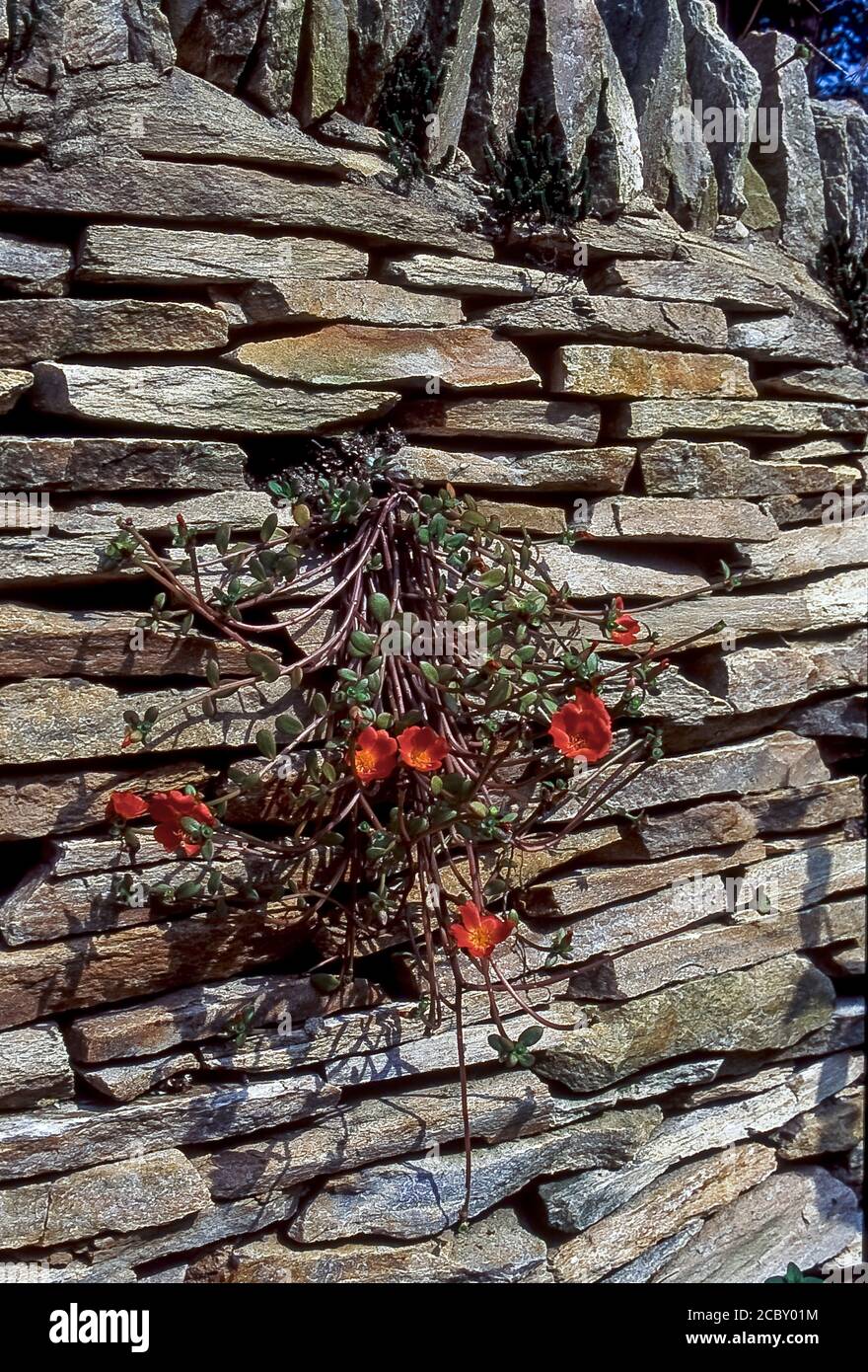 Flowering plant growing out of Stone Wall Stock Photo Alamy