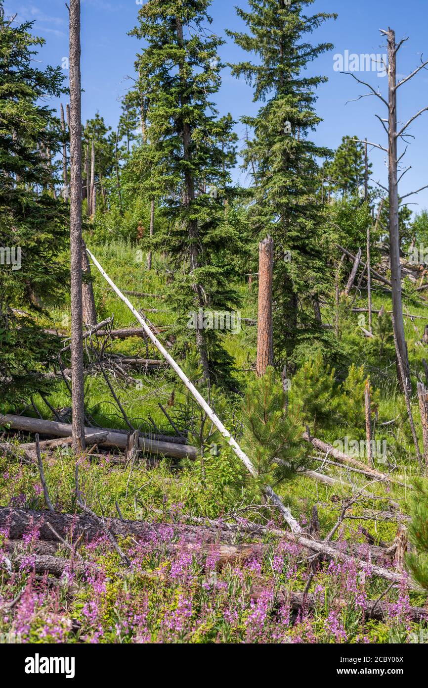 View along trail to Black Elk Peak, the highest point in South Dakota